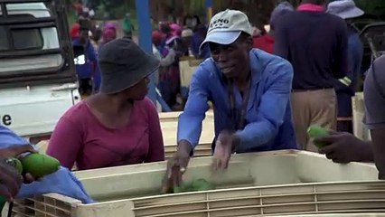 سرقة الأفوكادو تدرّ إيرادات طائلة في جنوب إفريقيا