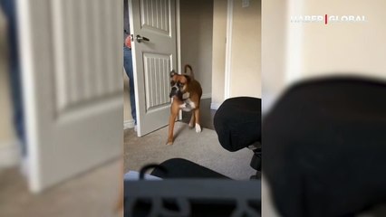 Köpeğinin burnundan saklanan adam gülümsetti