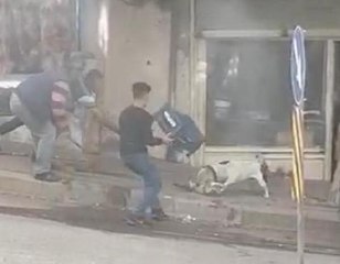 Son dakika haberi... PİTBULL CİNSİ KÖPEĞİN KEDİYE SALDIRISI KAMERADA