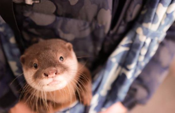Nutrias en el Acuario de Georgia dan positivo por COVID-19