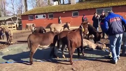 Ölen eşek için arkadaşları gözyaşlarına boğuldu! İşte o anlar...