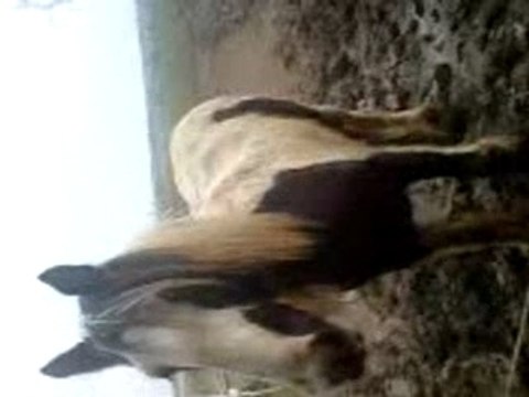 Mes chevaux, ceux d'ANAÏS, et RAÏO le cheval d'EMILIE