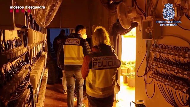 Desarticulada una de las mayores redes de tráfico de marihuana