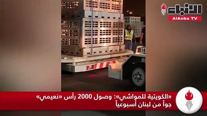 «الكويتية للمواشي» وصول 2000 رأس «نعيمي» جواً من لبنان أسبوعياً