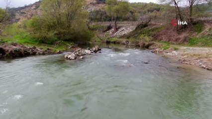 Çevresel faktörler, kefalleri bu hale getirdi