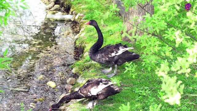 15 Minute Slow Peaceful Music | Soothing | Study | Sleep | Focus | Stress-Relief | Concentration | Meditation |Calming Down | Relaxing | Positive Energy