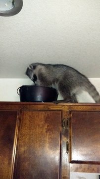Racoons Get Cozy in Cookware
