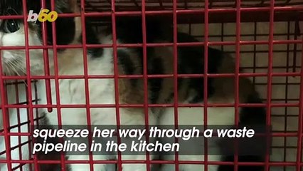 Cat Cavity! A Curious Cat Survived Being Stuck in the Cavity of a House for 3 Weeks!