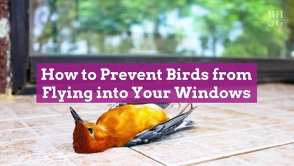 How to Prevent Birds from Flying into Your Windows