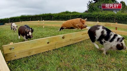 Let The Pig Races Begin!