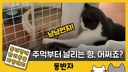 [동반자] 주먹부터 날리는 우리 형, 어쩌죠? / YTN