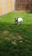 French Bulldog Saves Owners from Feather