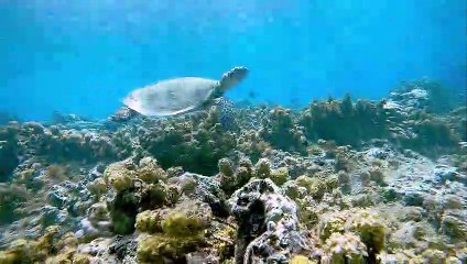 Snorkeler Swims with a Gentle Turtle