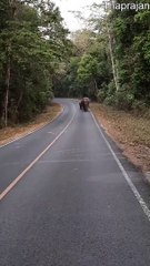Herd of Elephants Walking Down Empty Road