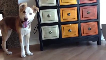 A Dog Looks for a Missing Toy