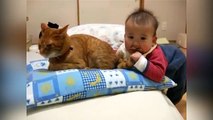Kedi kuyruğunu ısıran bebeğe bakın ne tepki verdi!