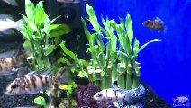 Lucky Bamboo Aquarium Experiment: Part 3