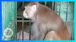 Monyet Alkoholik Dipenjara Seumur Hidup Setelah Serang 250 Orang - TomoNews