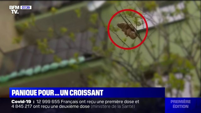 En Pologne, un croissant dans un arbre pris pour un iguane sème la panique