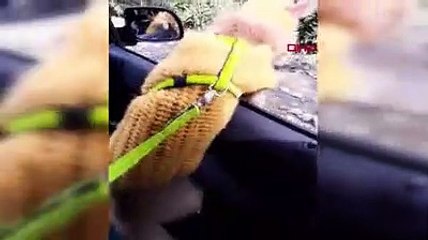 ‘Kedili kız’ diye tanınıyor; gittiği her yerde kedisi omuzunda