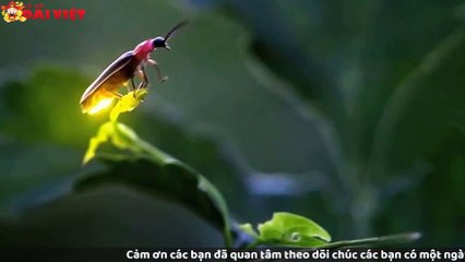 Mơ thấy đom đóm có tỉ lệ trúng cao nhất