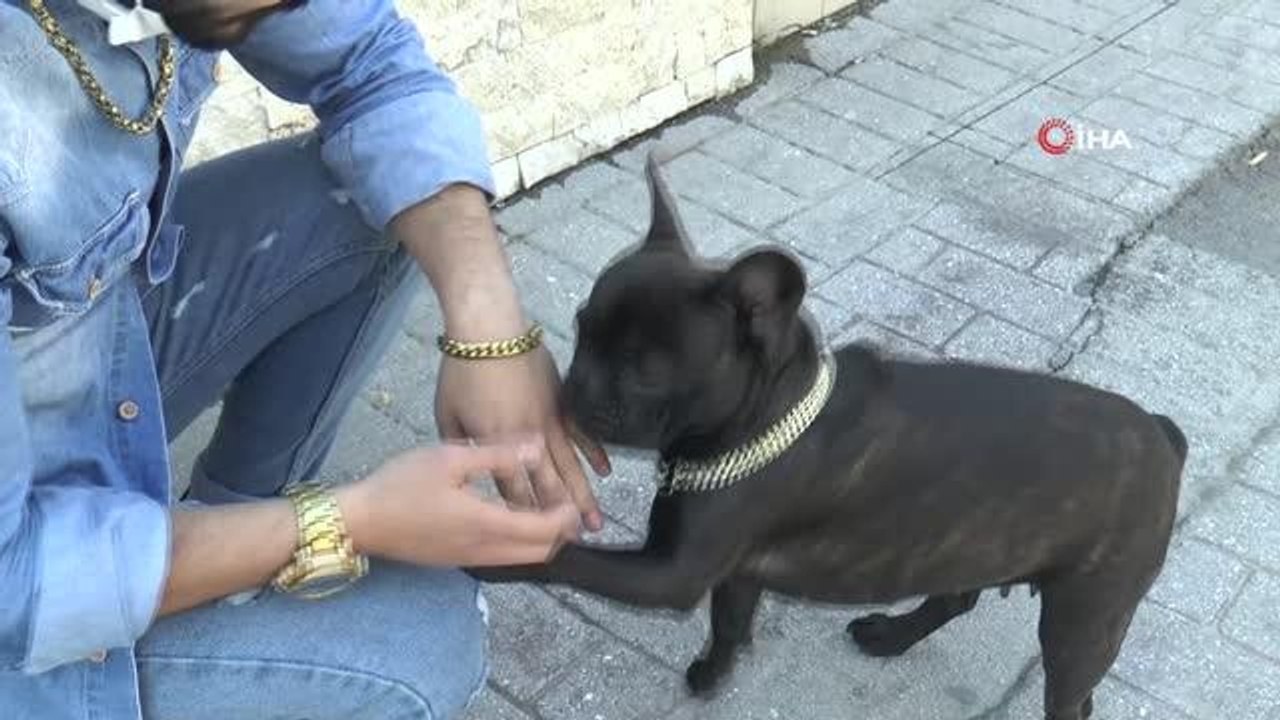 Yıl sonuna kadar evcil hayvanına mikroçip taktırmayanlara 10 bin lira ceza kesilecek