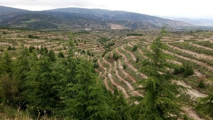 Isparta'da 36 milyon fidan toprakla buluşturuldu