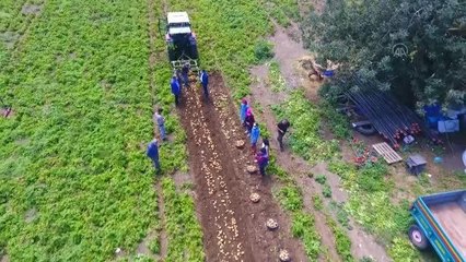 Datça'da hasadı başlayan turfanda patates üreticisini mutlu etti