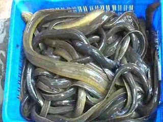 রাজবাড়ীর কুচা রফতানি হচ্ছে বিদেশে | Jagonews24.com