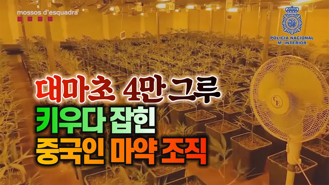 [세상만사] 대마초 4만 그루 키우다 스페인 경찰에 잡힌 중국인 마약밀매 조직 / YTN