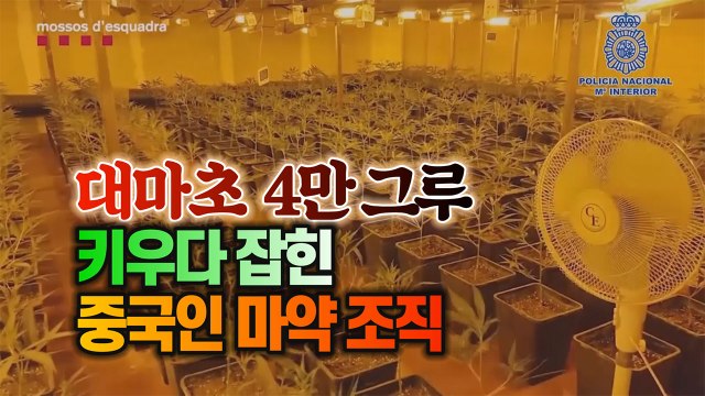 [세상만사] 대마초 4만 그루 키우다 스페인 경찰에 잡힌 중국인 마약밀매 조직 / YTN