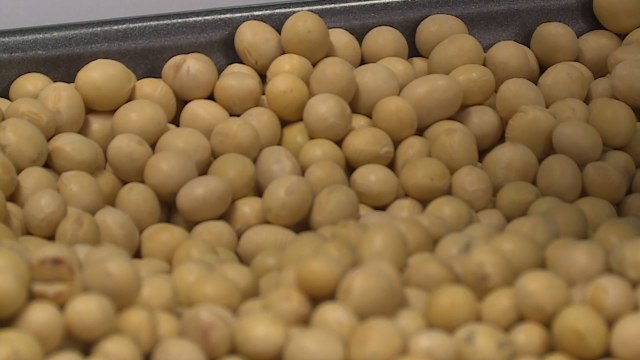 외국산 콩 된장이 국산 콩 100%로 둔갑...MSG 까지 섞어 / YTN