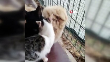 Köpekle kedilerin sevimli dostluğu