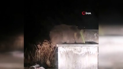 Ayı ve yavrusu şehir merkezine indi