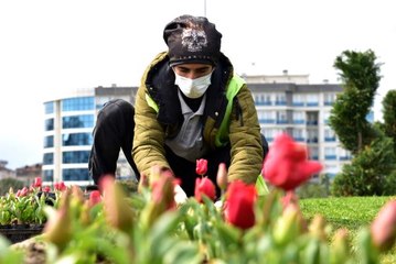 Tuzla lalelerle gelin gibi süsleniyor