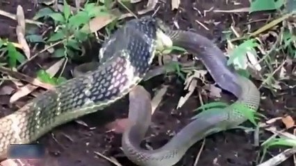 Dev kobranın yılan avı kamerada