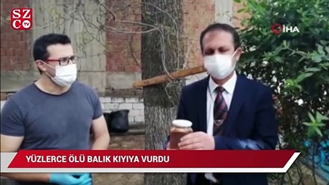 Yüzlercesi kıyıya vurdu, görüntüler endişe verici