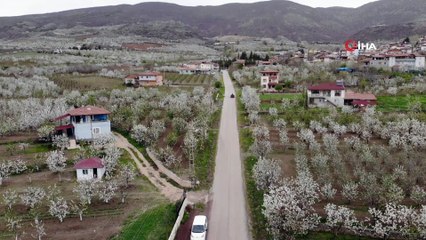 Çiçek açan yüzlerce kiraz ağacı görsel şölen oluşturdu