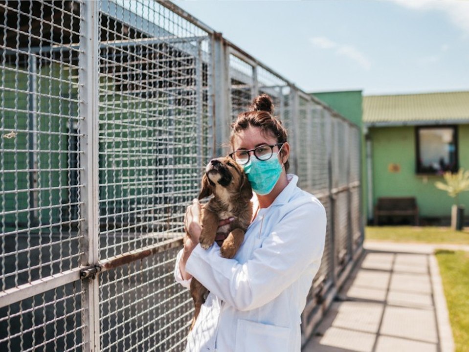 Gier nach welpen: tierheime erhalten gewalt- und morddrohungen
