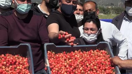 Hasat edilen sezonun ilk kirazı, açık artırmada kilogramı 500 liradan satıldı