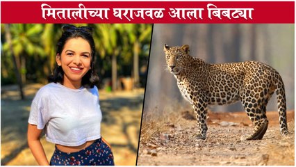 LEOPARD Spotted at Backyard of Mitali Mayekar's House | मितालीच्या घराजवळ आला बिबट्या