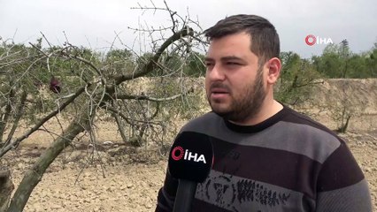 Nisan ayında nar ağaçlarını soğuk vurdu