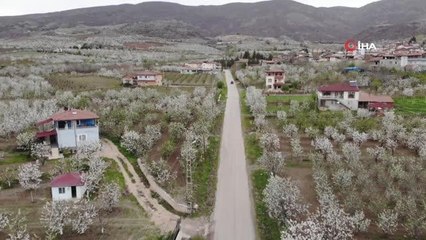 Son dakika... Çiçek açan yüzlerce kiraz ağacı görsel şölen oluşturdu