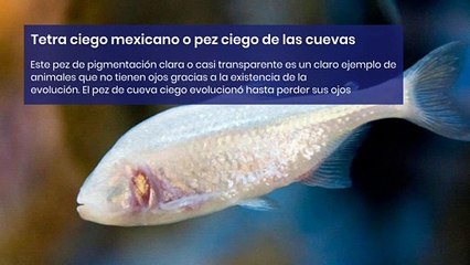 10 Animales que no tienen ojos