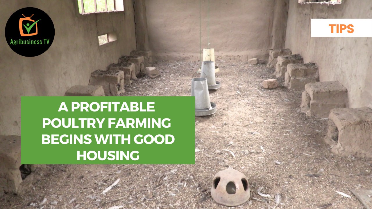Tips: A profitable poultry farming begins with good housing