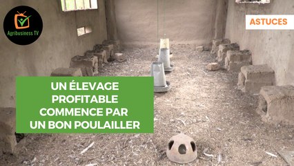 Astuces : Un élevage profitable commence par un bon poulailler