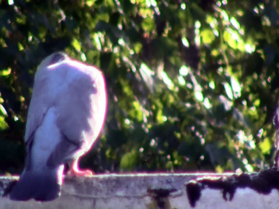 2020 Les exploits de Nestor