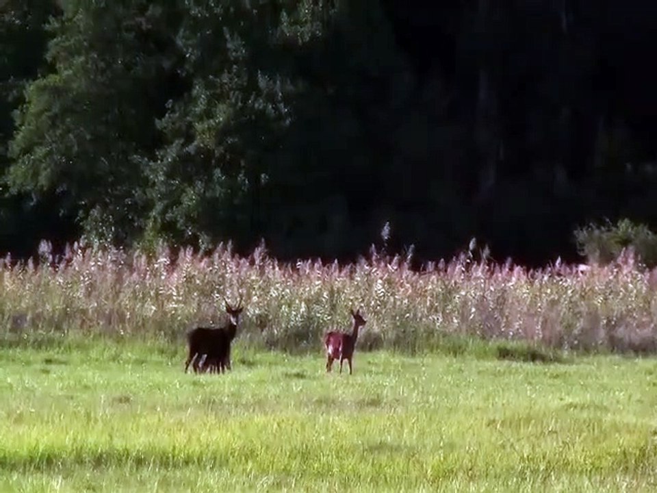 Petit trio 2018-09-07