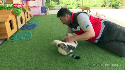 Savaş mağduru kedilere sahip çıkıyor