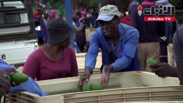 سرقة الأفوكادو تدرّ إيرادات طائلة في جنوب إفريقيا